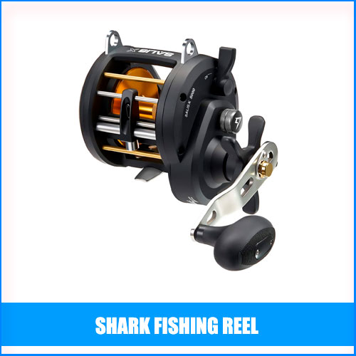 Read more about the article Best Shark Fishing Reel